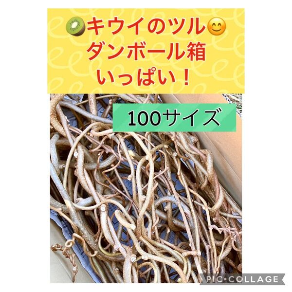 キウイのツル ダンボール箱いっぱい☆100サイズ ウサギ チンチラ オヤツ