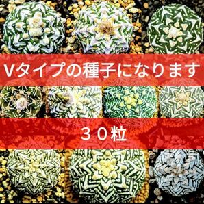 Ω30 スーパー兜 アストロフィツム Vタイプ 種子 30粒 Astrophytum asterias V-type 兜丸 割引品