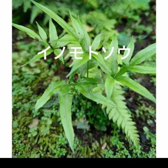 オオバイノモトソウ 観葉植物 山野草 テラリウム 苔玉