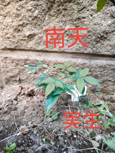 南天 ナンテン 縁起木