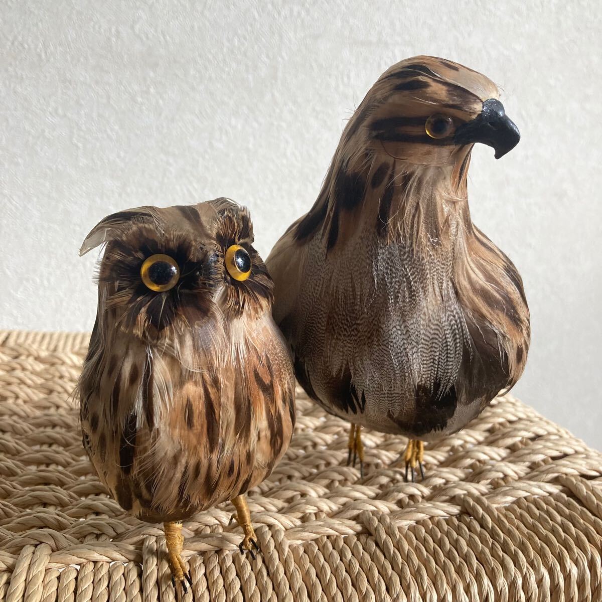 Yahoo!オークション -「剥製 鳥」(その他) (置物)の落札相場 Yahoo!オークション -「剥製 鳥」(その他) (置物)の落札相場
