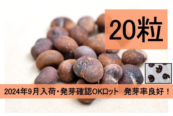 バオバブ Adansonia digitata 種子 20粒 新鮮 最安価格 発根確認済ロット 送料無料