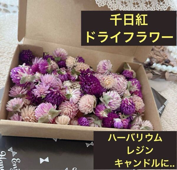 千日紅ドライフラワー ヘッド 花材 レジン キャンドル