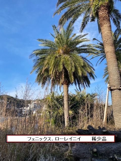 Yahoo!オークション -「ソテツ」(ヤシ) (観葉植物)の落札相場 Yahoo!オークション -「ソテツ」(ヤシ) (観葉植物)の落札相場
