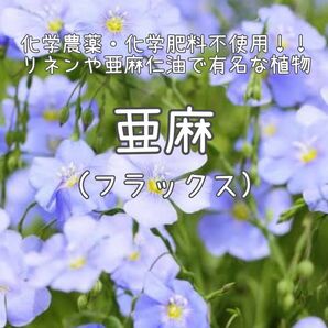 【亜麻(フラックス)のタネ】100粒 種子 種 亜麻仁油 リネン 家庭菜園 花