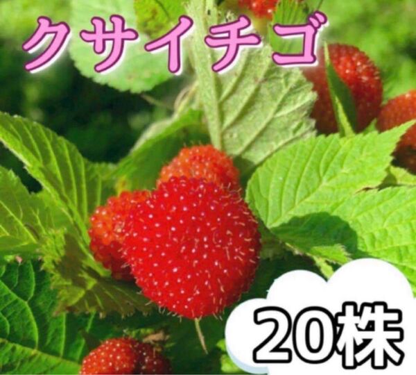 クサイチゴ 抜き苗 20株入り おいしい野苺