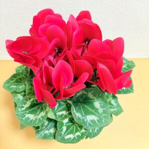 シクラメン 底面給水