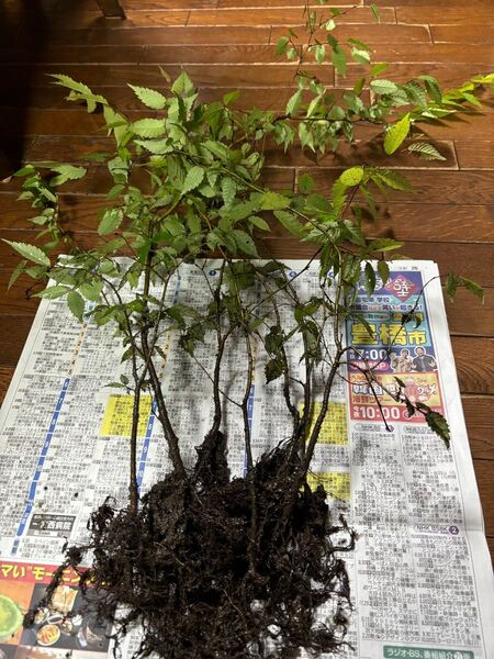 けやき欅苗3本