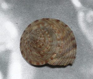 貝の標本Calliostoma formosense 55mm.台湾.w/o.