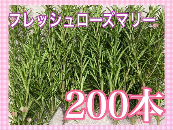 無農薬とれたてフレッシュローズマリー 200本