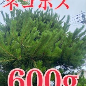 富山県産 【無農薬】赤松 黒松の葉 ネコポスいっぱい