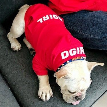 値下げ 犬の服 パーカー 洋服 ドッグウェア XLサイズ