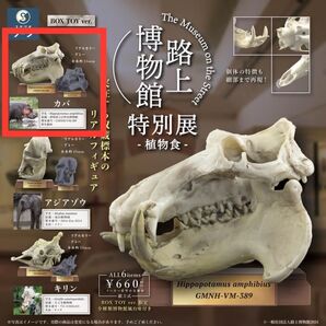 SO-TA 路上博物館 特別展 植物食 ブラインドボックス版 カバ リアルカラー グレー 2種セット 博物館風台座付き / BOX