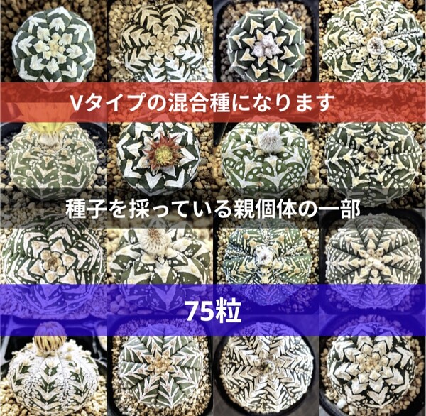Ω 75粒 Yahooオフ スーパー兜 アストロフィツム Vタイプ アロータイプ 種子 サボテン 多肉植物 匿名配送料込 ヤフオフ特別価格品
