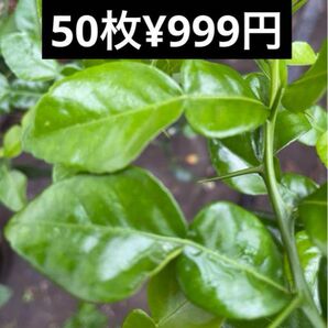 フレッシュコブミカンの葉 こぶみかん バイマクックルー 50枚
