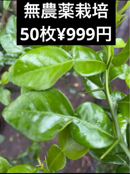 フレッシュコブミカンの葉 こぶみかん バイマクックルー 50枚