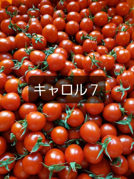 和歌山産ミニトマト キャロル7 2キロ