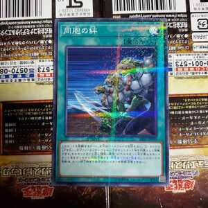 遊戯王 同胞の絆 パラレル SR05-JP030 美品