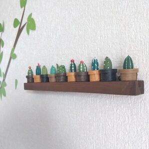 どんぐり サボテン
