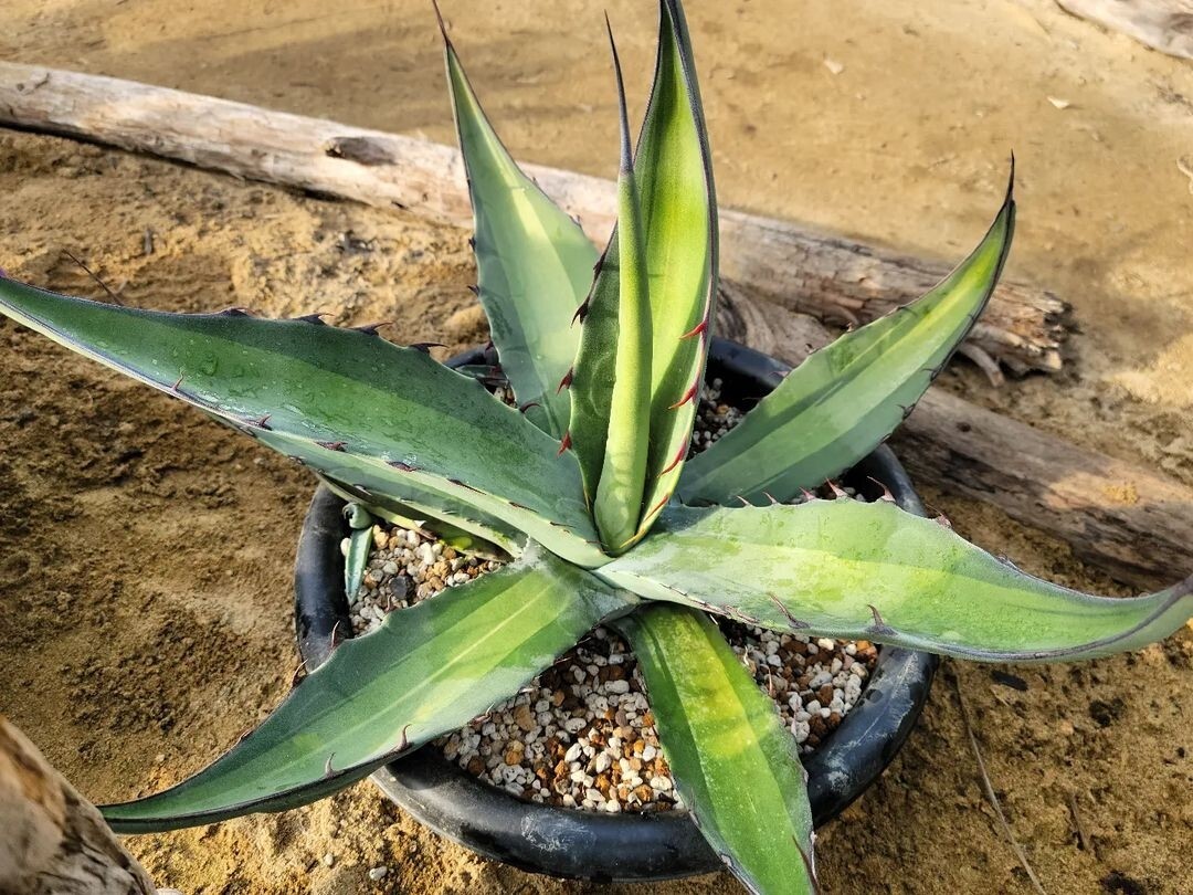 Yahoo!オークション -「スカブラ」(アガベ) (観葉植物)の落札