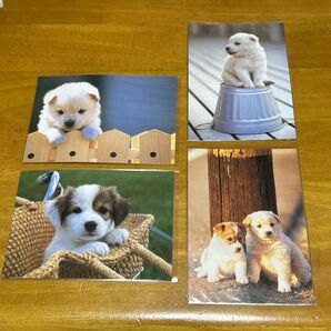 【新品】子犬のポストカード 4枚セット