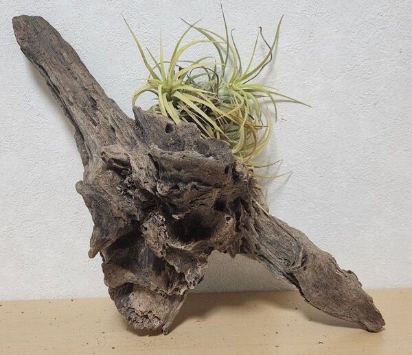 エアプランツ付き流木 流木とエアプランツのアート作品 約30cm 飾り物 置物