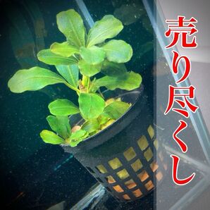 ブセファランドラ ティア