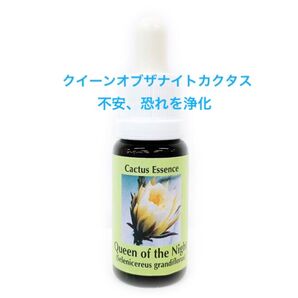 クイーンオブザナイトカクタス/PHI/フラワーエッセンス