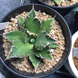 アガベ チタノタ シーザー Agave titanota
