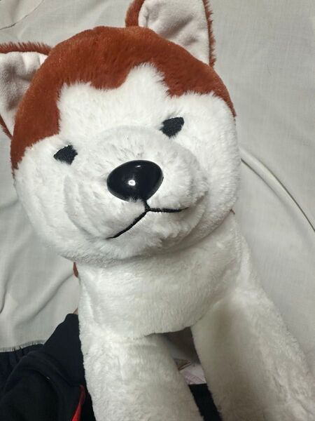 秋田犬のおこめちゃんぬいぐるみ bigぬいぐるみ