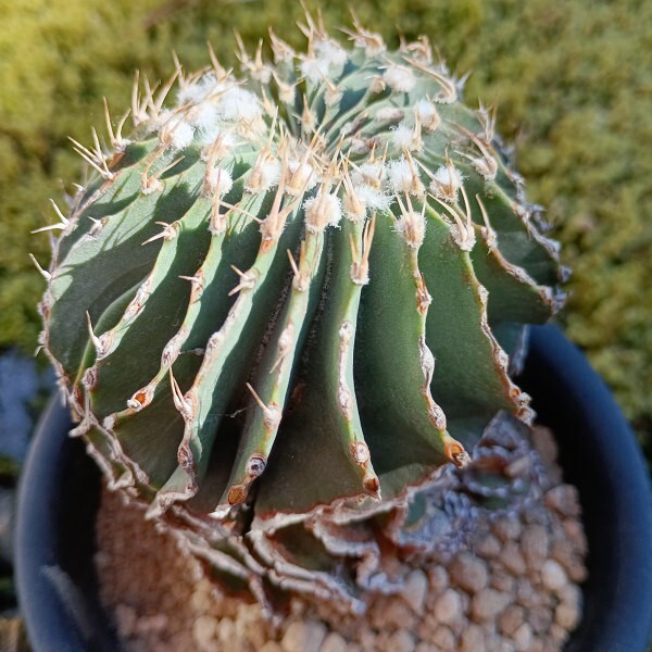 Yahoo!オークション -「メキシカーナ」(サボテン) (観葉植物)の Yahoo!オークション -「メキシカーナ」(サボテン) (観葉植物)の