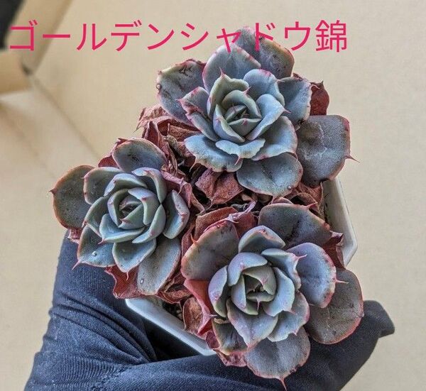 多肉植物 エケベリア ゴールデンシャドウ錦 1/20