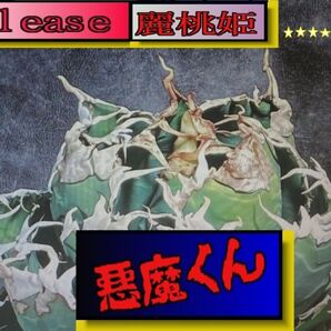アカベタチノタ 悪魔くん 激安 発根済5本よりセレクト
