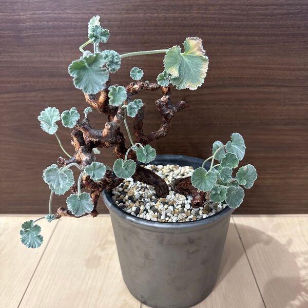 ペラルゴニウム ミラビレ 発根済み 鉢付き