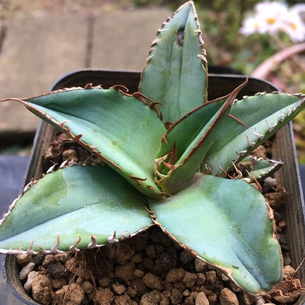 【激安】アガベ オテロイ 高級 丈夫 良株 美株 多肉植物 観葉植物 高品質