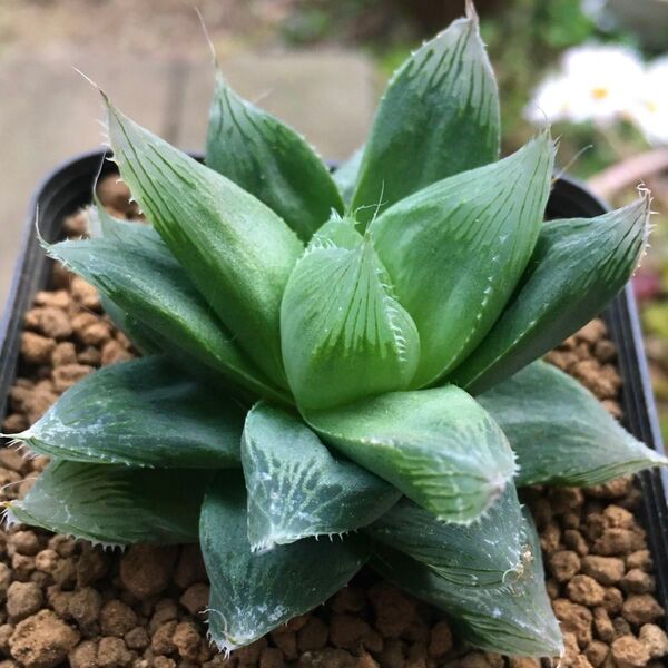 【激安】エンペラー オブツーサ ハオルチア サボテン 観葉植物 多肉植物 高品質