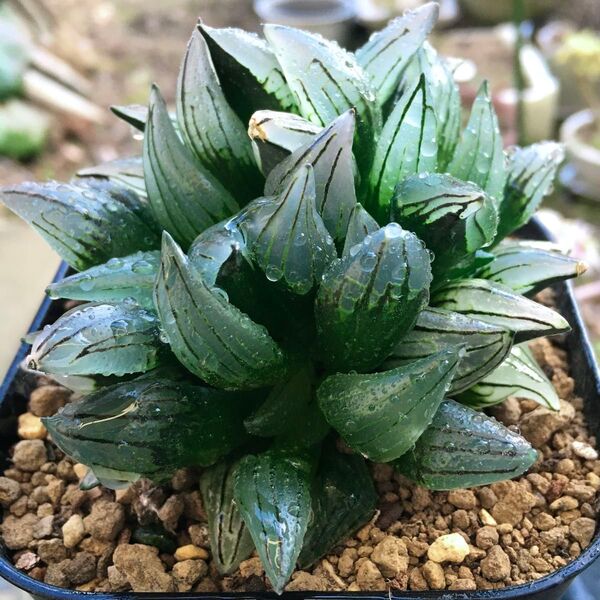 【激安】西瓜寿 アトロフスカミュータント 大株 極上品 高級品 多肉植物 観葉植物 高品質