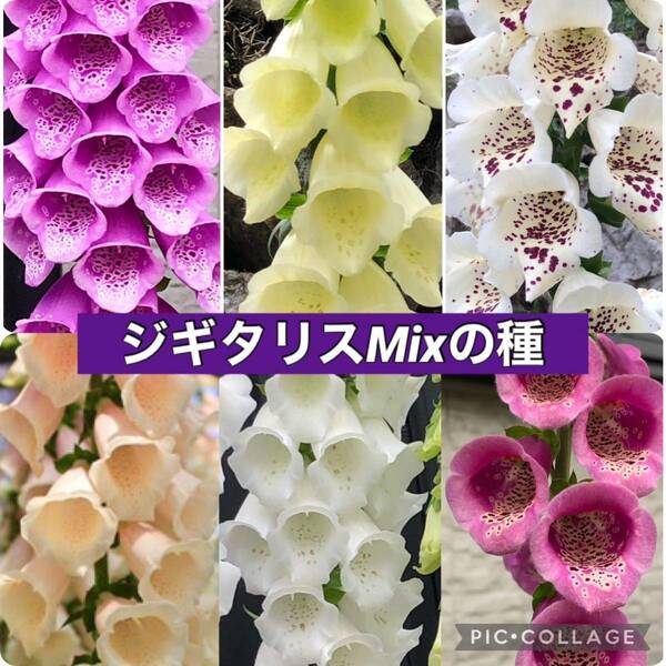 ジギタリス 花の種