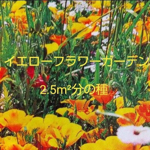 花の種 イエローフラワーガーデン(約2.5×2.5m分の面積)の種