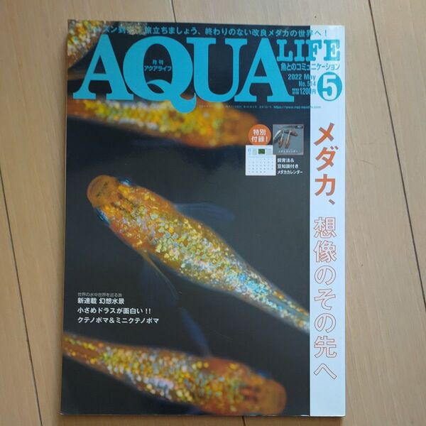 月刊アクアライフ 2022年5月号 メダカ