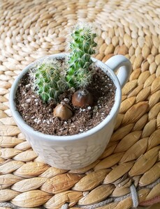 サボテン多肉植物2~3本&どんぐり