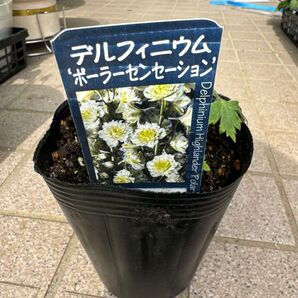 ハイランダー デルフィニウム 宿根草 希少 ポーラーセンセーション 新品種 ビオラ パンジー ダリア