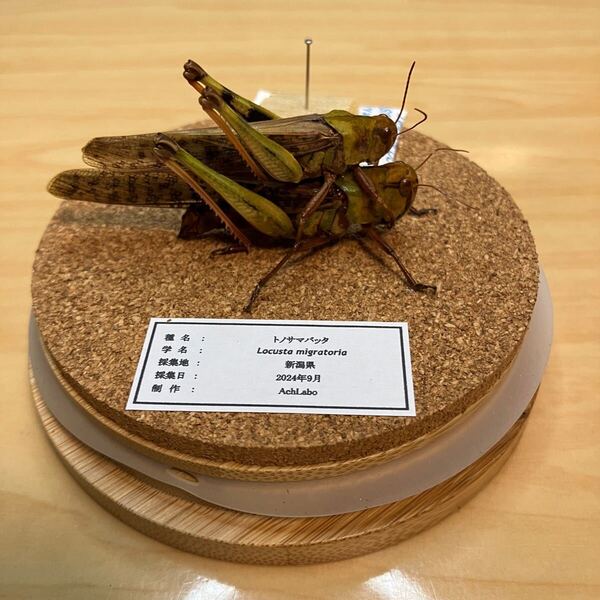 【昆虫標本】トノサマバッタ ペア ガラスケース入り