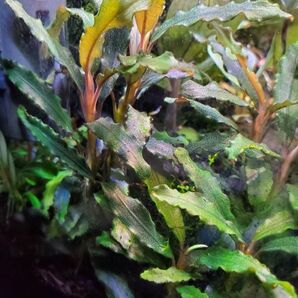 人気ブセ、水草、ブセファランドラ、ビブリス、1株③