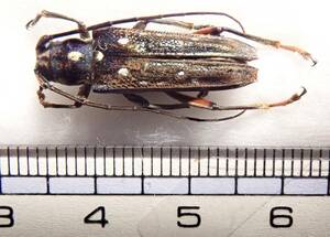 ●●南インドのGlenea sp．1ex．入手困難●昆虫 甲虫 虫 カミキリ カミキリムシ 外国産 剥製 ハクセイ 自然科学 自然 博物学 学術標本 標本