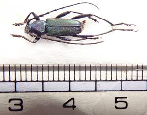 ●●アオカミキリ族Callichromatiniの一種．パラグアイ● 昆虫 甲虫 虫 カミキリ カミキリムシ 外国産 学術標本 標本
