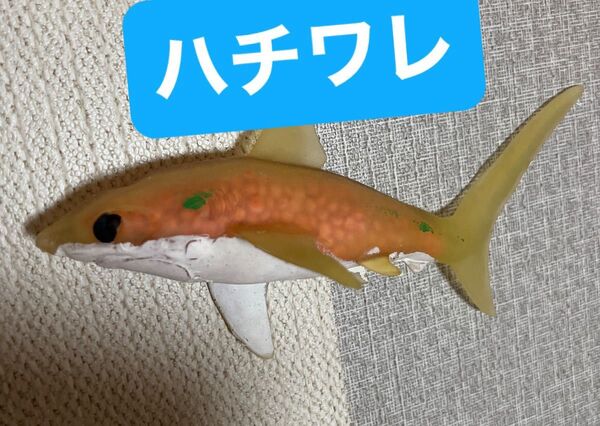 シャークアタック アンドコ