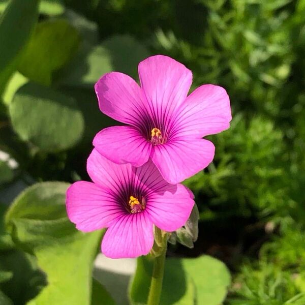 ピンクオキザリス 葉つき球根20個【大特価】毎年咲く庭の花 花期:春と秋