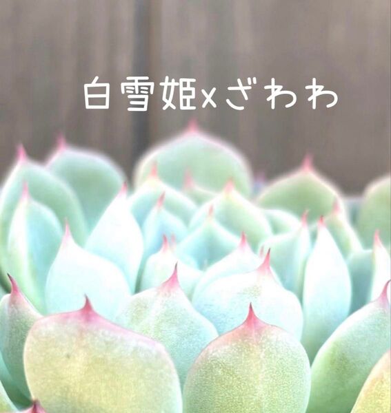 美苗 白雪姫×ざわわ エケベリア 抜き苗 おらいさん苗