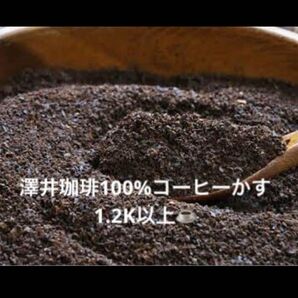 澤井珈琲豆かす1.2K以上